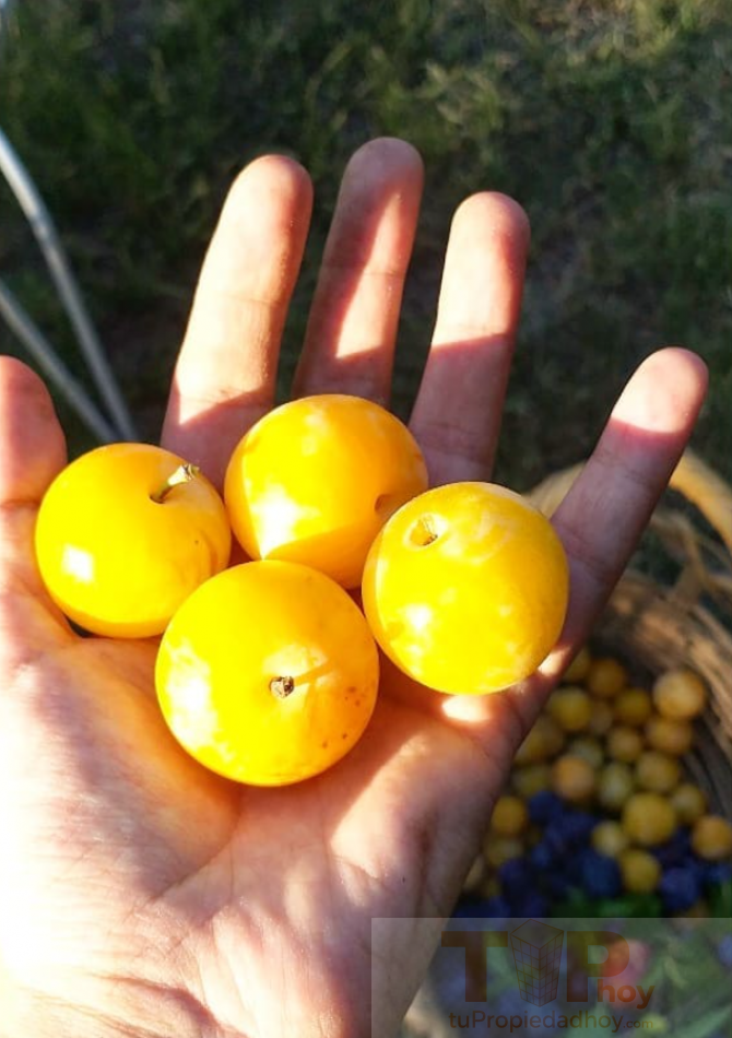 8 hectareas autosustentables con casas de campo, servicios y variedad de frutales en el Valle de Calamuchita