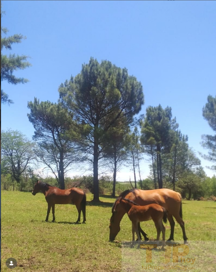 8 hectareas autosustentables con casas de campo, servicios y variedad de frutales en el Valle de Calamuchita